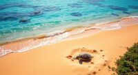 beach destinations for sea turtles