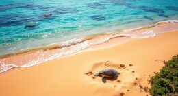 beach destinations for sea turtles