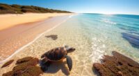 kangaroo island turtle beaches