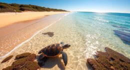 kangaroo island turtle beaches