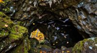 caving bats seasonal pauses