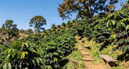 eco friendly boquete coffee tours