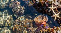 protecting tide pool ecosystems