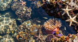 protecting tide pool ecosystems