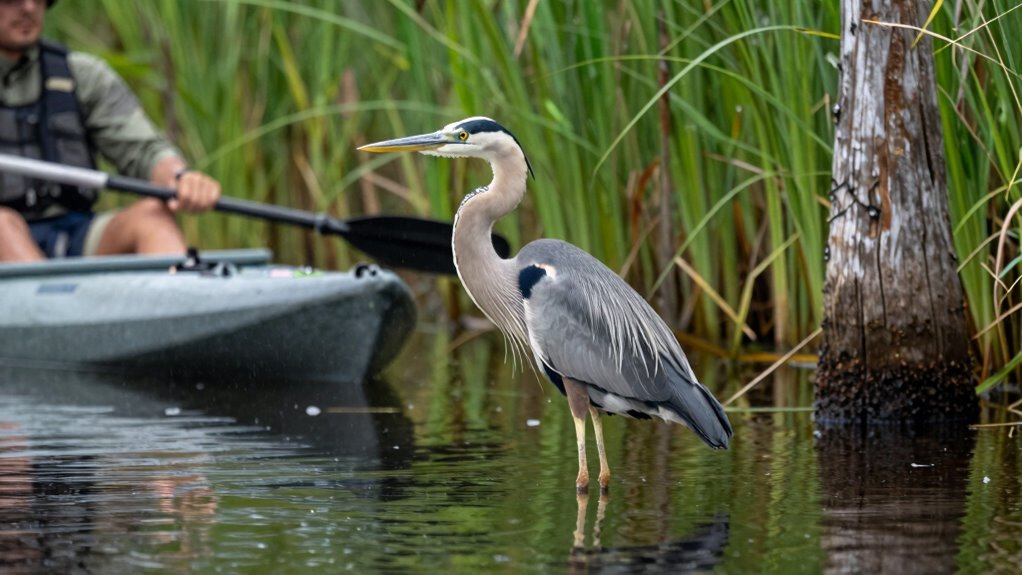 respect wildlife space