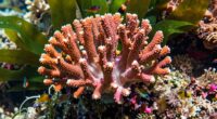 tiny actions protect reefs