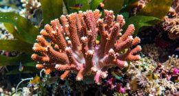 tiny actions protect reefs