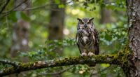observe silently for insight