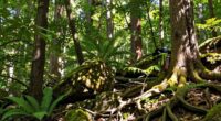 respectful forest immersion