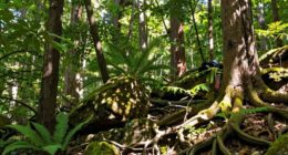respectful forest immersion