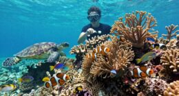 responsible reef tourism