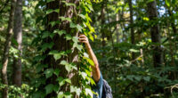 10 Best Climbing Vines in 2026