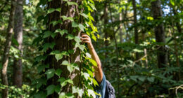 10 Best Climbing Vines in 2026