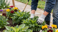 10 Best Evergreen Perennial Plants in 2026