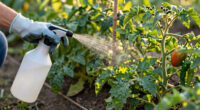 10 Best Garden Pest Control Treatments in 2026