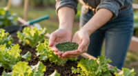 13 Best Heat Tolerant Lettuce Seeds in 2026