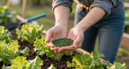 13 Best Heat Tolerant Lettuce Seeds in 2026