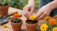 15 Best Marigold Seeds in 2026