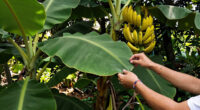 7 Best Banana Plants for Gardens in 2026