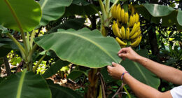 7 Best Banana Plants for Gardens in 2026