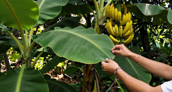 7 Best Banana Plants for Gardens in 2026