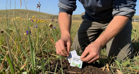 13 Best Native Prairie Plant Seeds for 2026