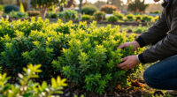 14 Best Fast-Growing Shrubs in 2026