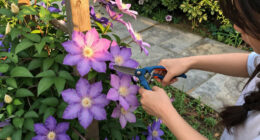 5 Best Fall-Flowering Clematis in 2026